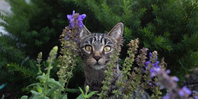 Behavioral Health in Dogs and Cats: Practical Nutritional and Clinical Support for Fear, Anxiety, and Stress Image https://4990772.fs1.hubspotusercontent-na1.net/hubfs/4990772/Cat-Outside-Closeup-IMG_0294.jpeg 1 