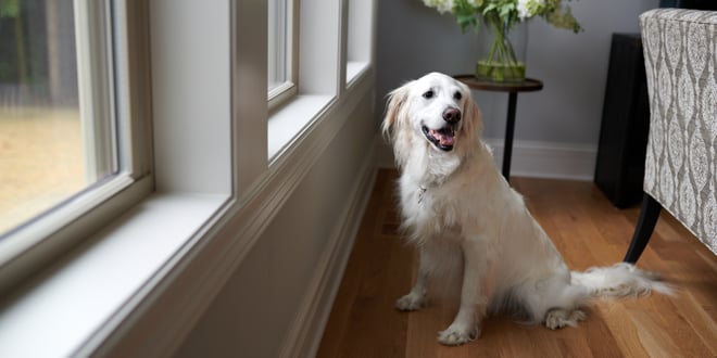 Skin and Coat Health for Dogs and Cats: How Nutrition Supports Healthy Skin, Fur, and Comfort Image https://4990772.fs1.hubspotusercontent-na1.net/hubfs/4990772/Dog-Porothos-window-0991.jpeg 1 