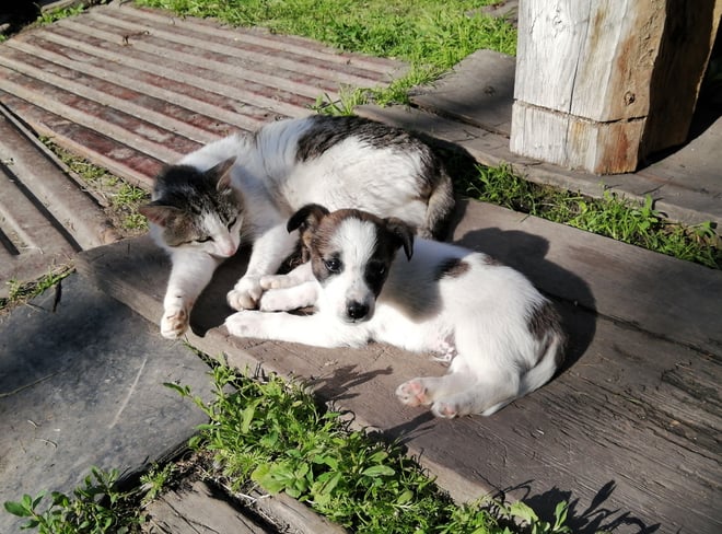 Whole Food Nutrition for Puppies and Kittens: A Practical Wellness Guide Image https://4990772.fs1.hubspotusercontent-na1.net/hubfs/4990772/pexels-yuliya-kazantseva-75706410-8570243.jpg 1 